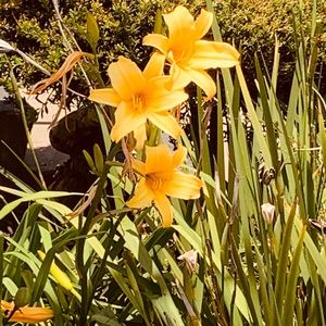 Meet your Posher, Janet